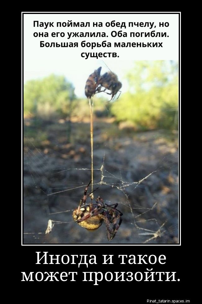 Паук поймал на обед пчелу, но она его ужалила. Обa погибли. Большая борьба маленьких существ.\nИногда и такое может произойти.