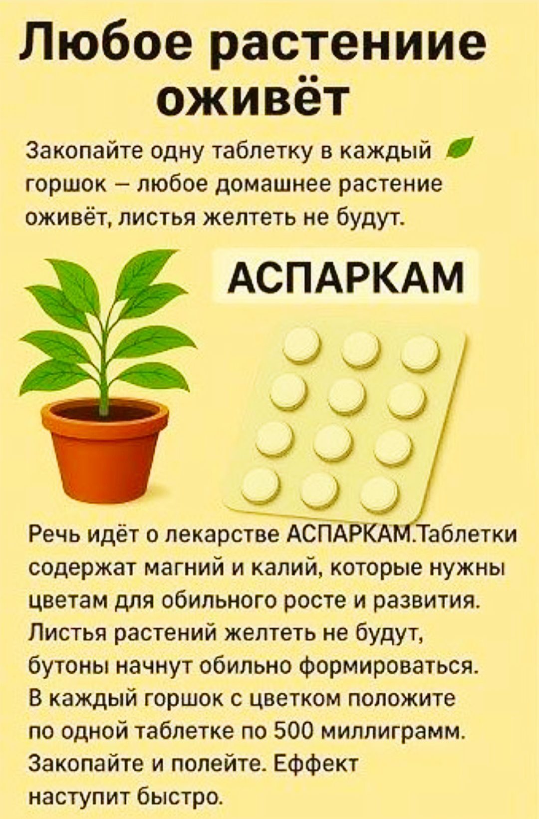 Любое растение оживёт. Закопайте одну таблетку в каждый горшок – любое домашнее растение оживёт, листья не пожелтеют. АСПАРКАМ. Таблетки содержат магний и калий, которые нужны цветам для роста и развития. В каждый горшок положите по одной таблетке 500 мг, закопайте и полейте. Эффект наступит быстро.
