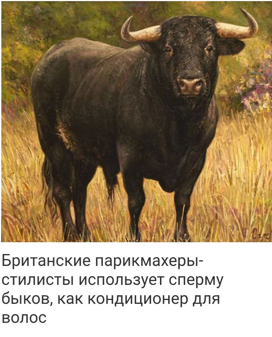 Британские парикмахеры-стилисты используют сперму быков, как кондиционер для волос