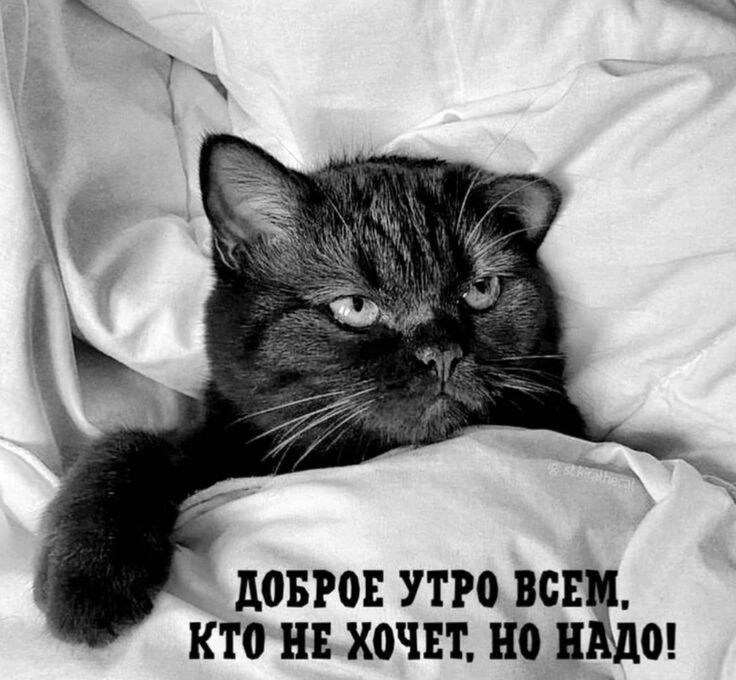 ДОБРОЕ УТРО ВСЕМ, КТО НЕ ХОЧЕТ, НО НАДО!