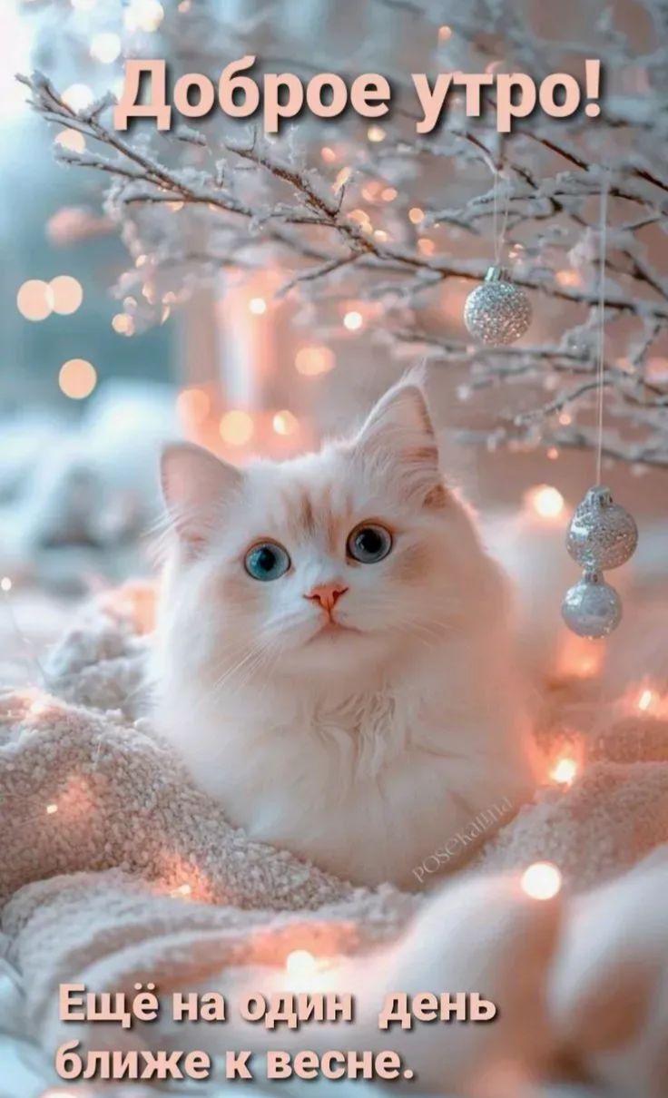 Доброе утро! Ещё на один день ближе к весне.