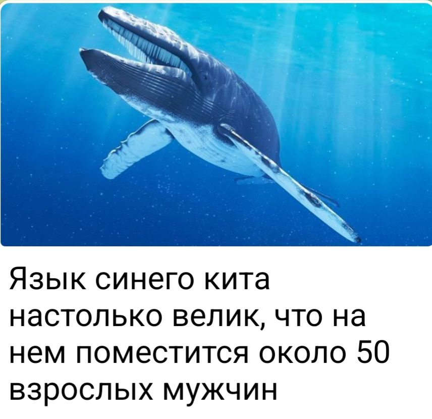 Язык синего кита настолько велик, что на нем поместится около 50 взрослых мужчин