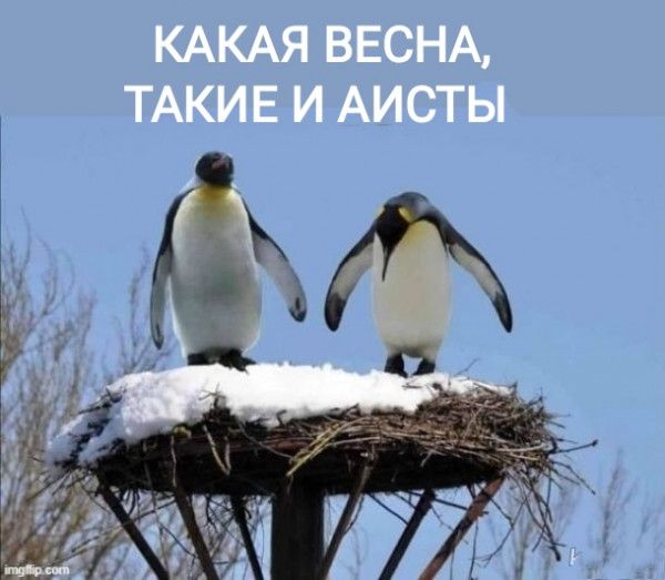 КАКАЯ ВЕСНА, ТАКИЕ И АИСТЫ