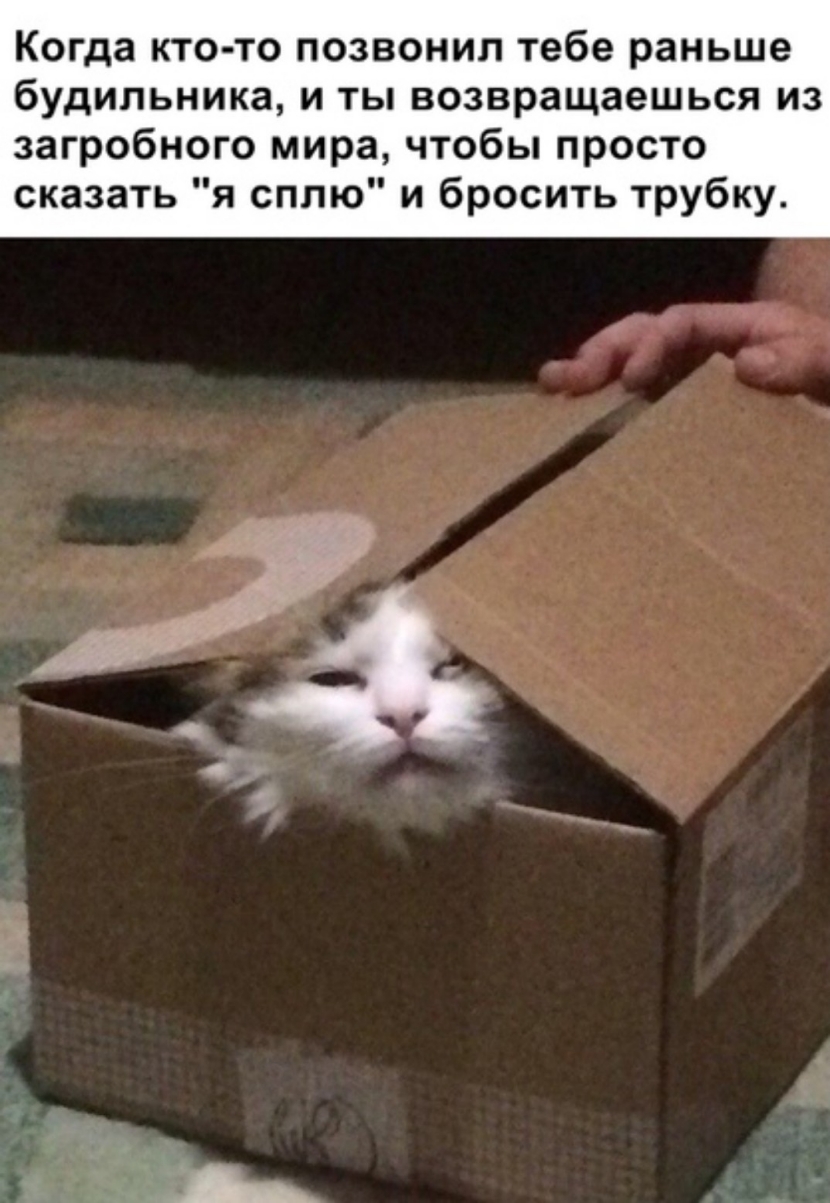 Когда кто то позвонил тебе раньше будильника и ты возвращаешься из загробного мира чтобы просто сказать я сплю и бросить трубку А и