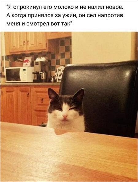 Я опрокинул его молоко и не налил новое А когда принялся за ужин он сел напротив меня и смотрел вот так