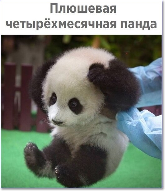 Плюшевая четырёхмесячная панда