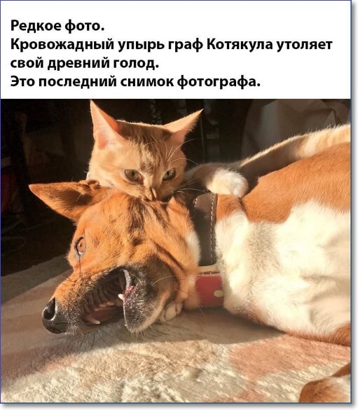 Редкое фото Кровожадный упырь граф Котякупа утоляет свой древний гопод Это последний снимок фотографа