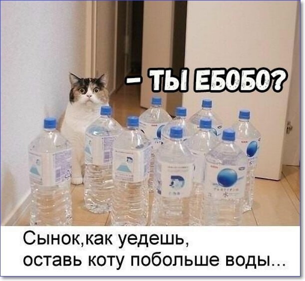 Сыноккак уедешь оставь коту побольше воды