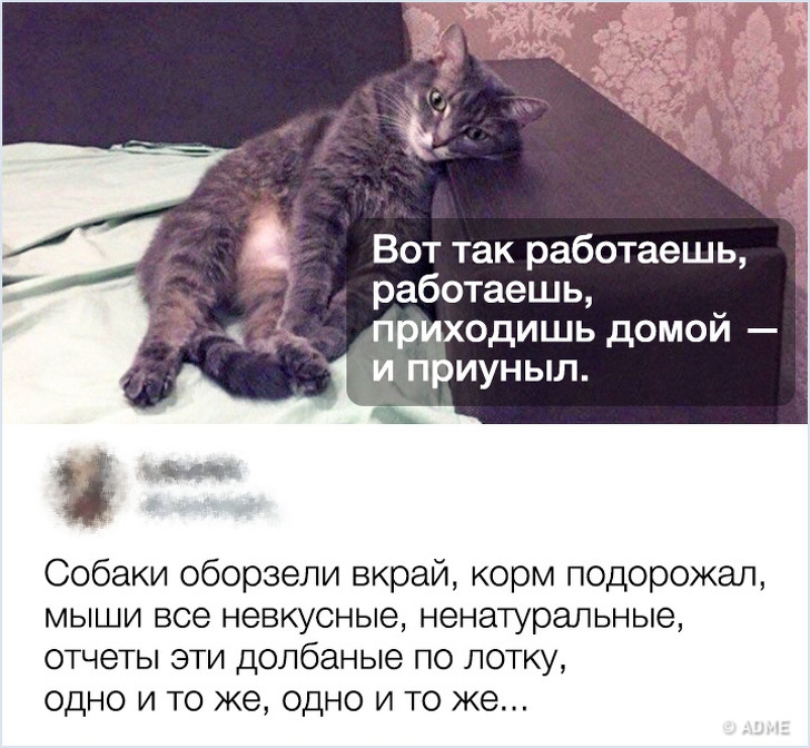 Вот так работаешь работаешь приходишь домой и приуныл Собаки оборзели вкрай корм подорожал мыши все невкусные ненатуральные отчеты эти долбаные по лотку одно и то же одно и то же