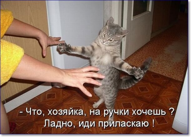 Что хозяйка на чки хочешь Ладно иди пр ласкаю