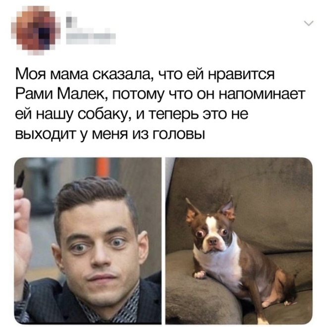Моя мама сказала что ей нравится Рами Малек потому что он напоминает ей нашу собаку и теперь это не выходит у меня из головы