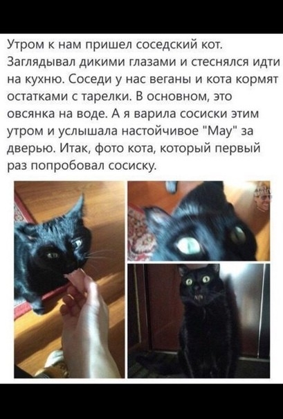 Утром к нам пришел соседний кот Заглядывая Дикими глазами и песнями идти на кухню Соседи у нас веганы и кота кормят остатками с тарелки в основном это овсянка на воде А я варила сосиски этим утром и услышала настойчивее Мзу за дверью Итак Фото кота которыи первый раз попробовал сосиску