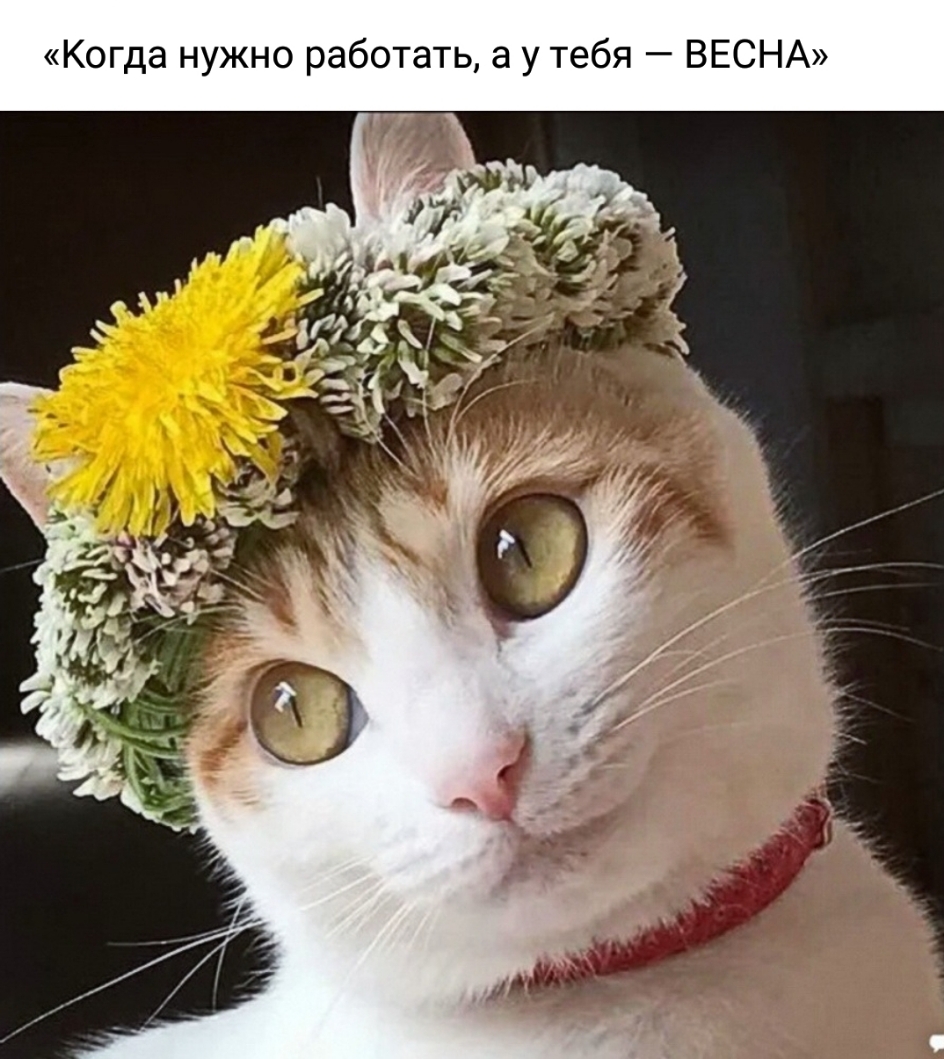 Когда нужно работать а у тебя ВЕСНА
