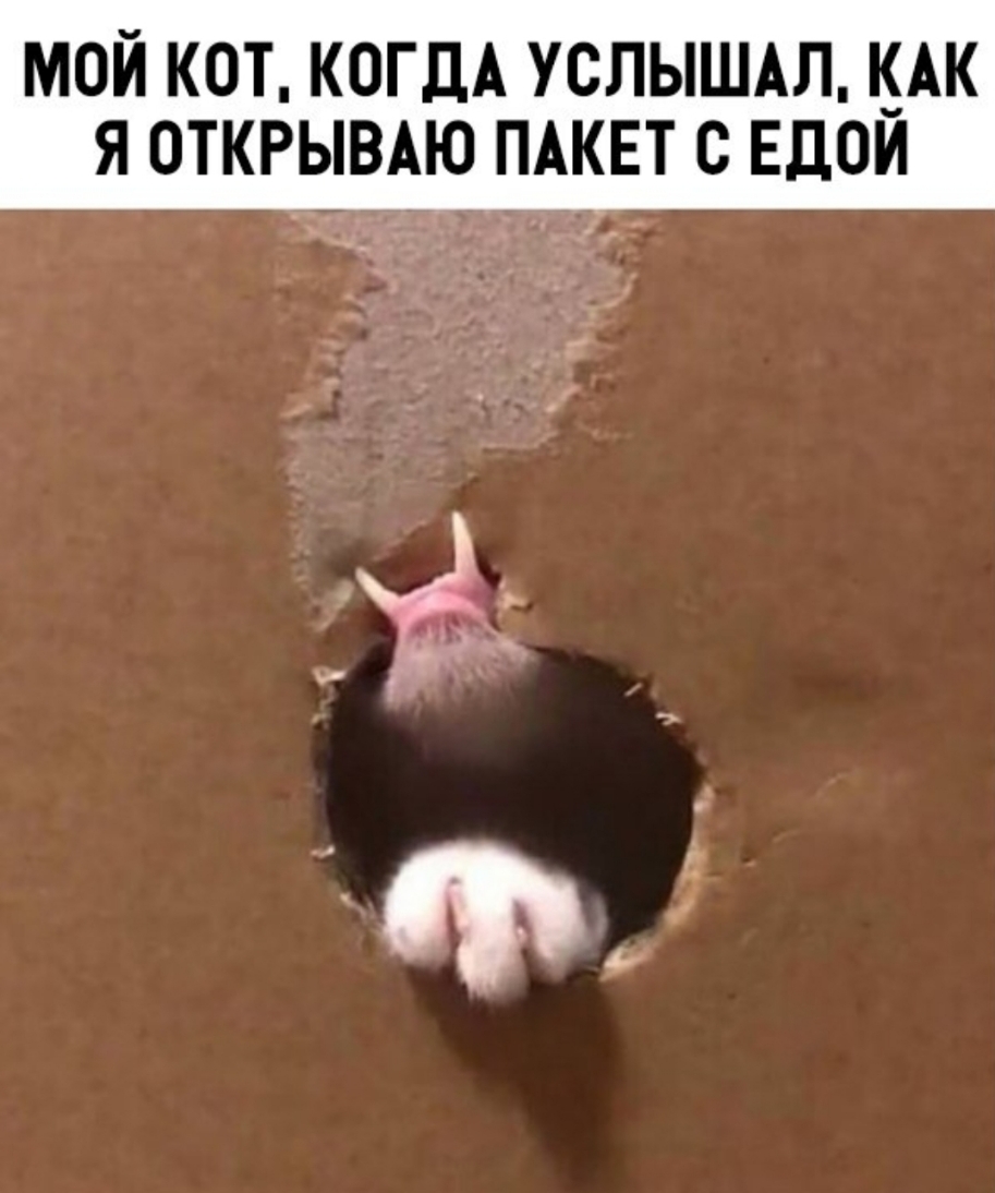 МОЙ КОТ КОГДА УСЛЫШАЛ КАК Я ОТКРЫВАЮ ПАКЕТ С ЕДОИ МВт 0 _ _Ё г О и