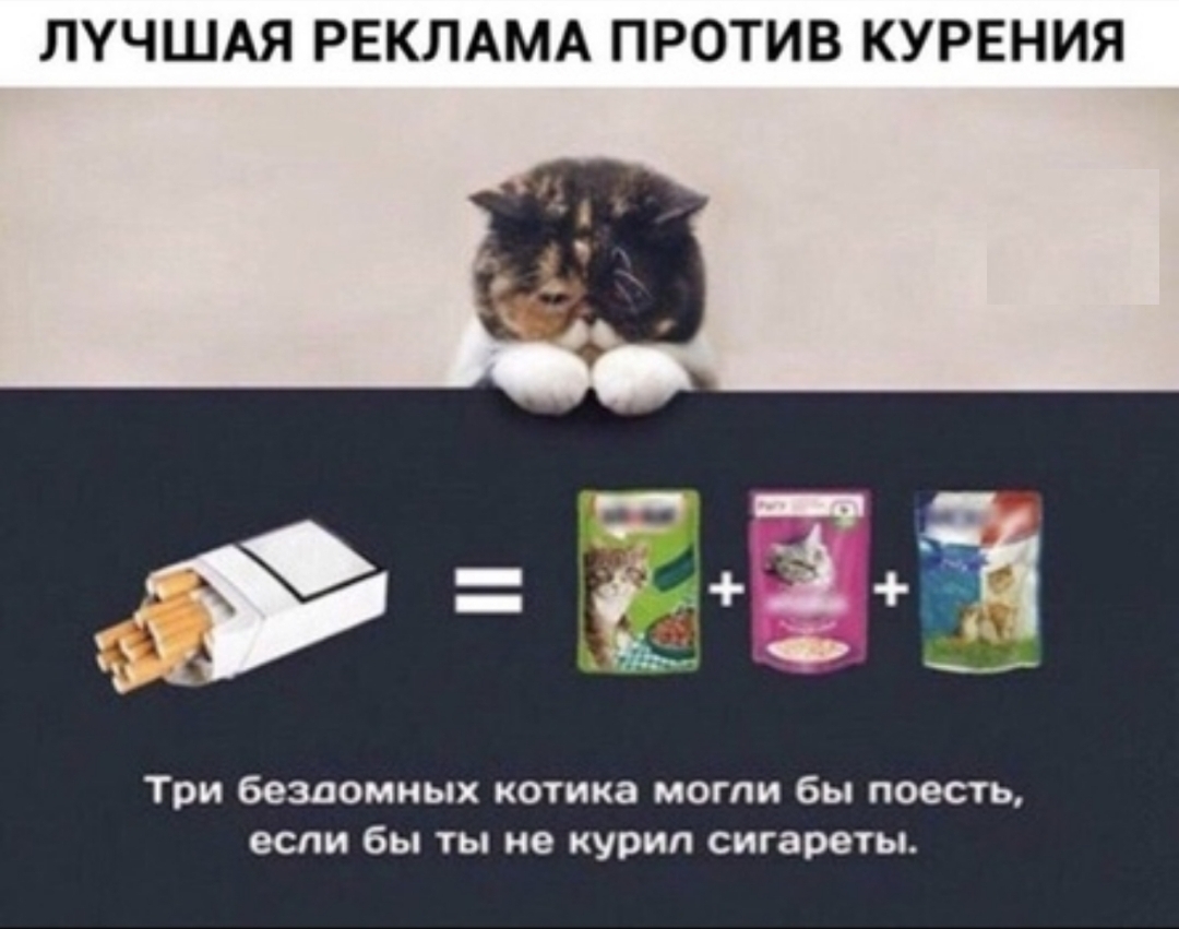ЛУЧШАЯ РЕКЛАМА ПРОТИВ КУРЕНИЯ _ Ёі Й Три бездомных котика МОГЛИ бы поесть если бы ТЫ не курил сигареты