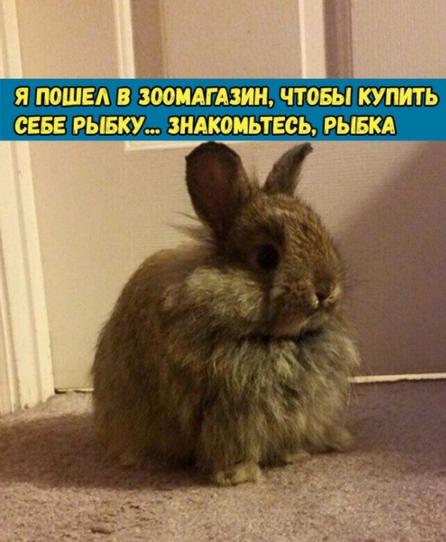 Я ПОШЕА В ЗООМАГАЗИН ЧТОБЫ КУПИТЬ СЕБЕ РЫБКУь ЗНАКОМЬТЕСЬ РЫБКА