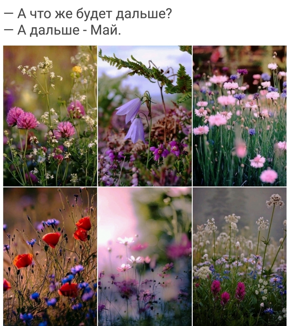 А что же будет дальше А дальше Май
