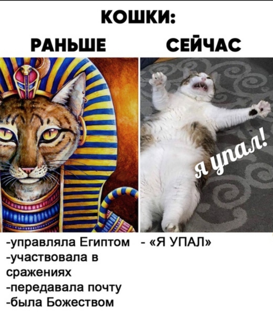 кошки РАНЬШЕ СЕЙЧАС управляла Египтом Я УПАЛ участвовала в сражениях передавала почту была Божеством