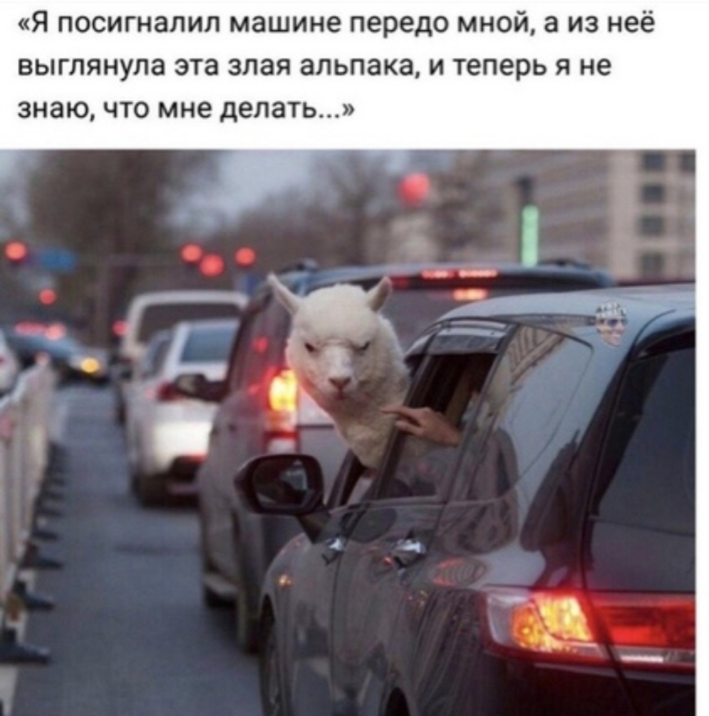 Я посигналил машине передо мной а из неё выглянула эта злая альпака и теперь я не знаючто мне делать