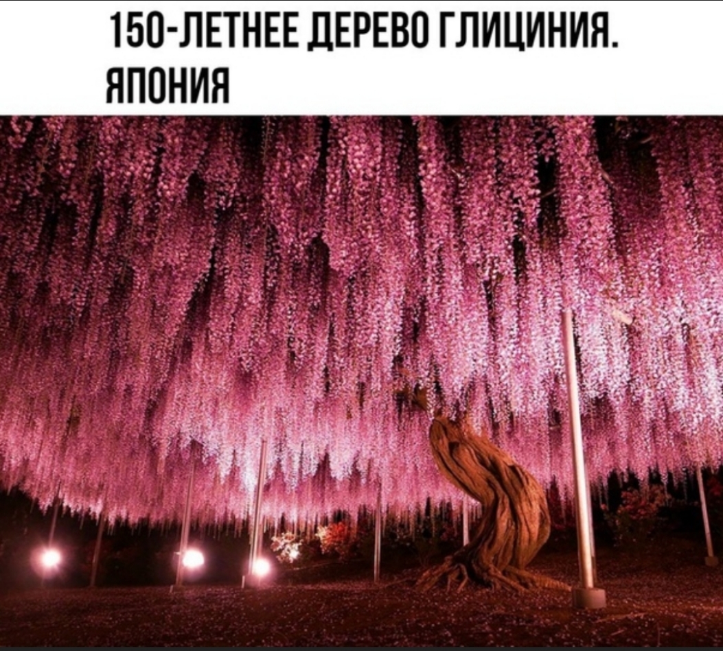 150 ЛЕТНЕЕ Д ЕВП ГЛИЦИНИЯ ЯПОНИЯ