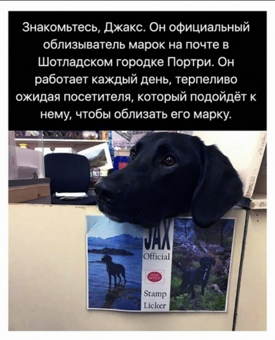 Знакомьтесь Джакс Он официальный облизыватель марок на почте в Шотладском городке Портри Он работает каждый день терпеливо ожидая посетителя который подойдёт к нему чтобы облизать его марку Биктр Цсішг