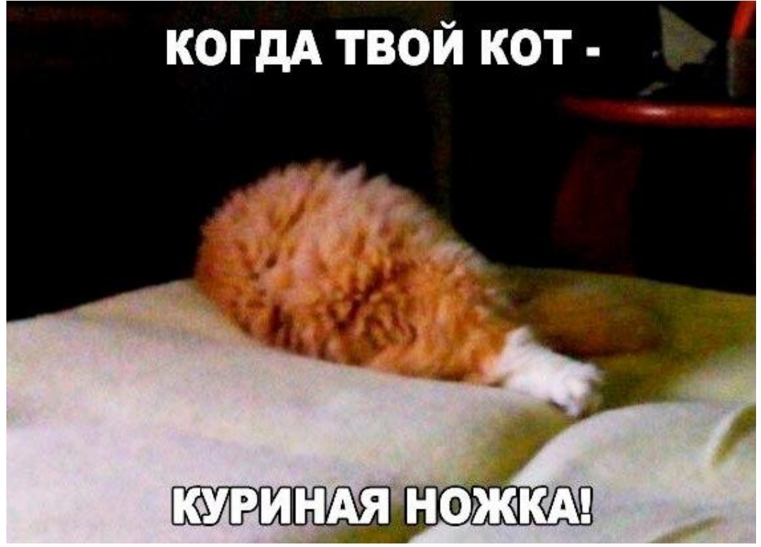 когдА твой кот