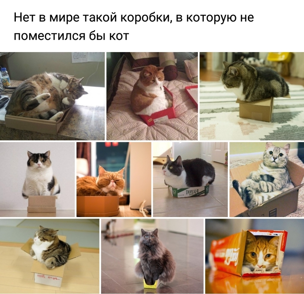 Нет в мире такой коробки в которую не поместился бы кот