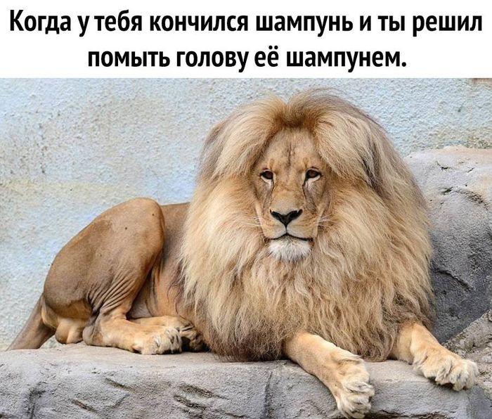 Когда У тебя КОНЧИЛСЯ ШЗМПУНЬ И ТЫ решил ПОМЫТЬ ГОЛОВУ её ШЗМПУНЕМ