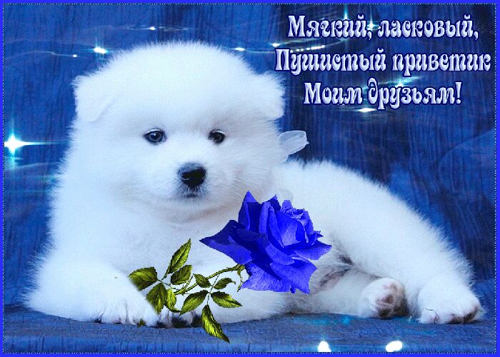 Матийзлаехсввый Пдшпетый приветик МоимЁрузьям