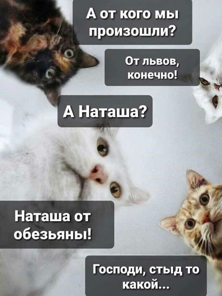 А от кого мы произошли Наташа от обезьяньи