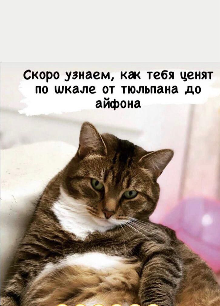 Скоро узнаем кж тебя ценят по шкале от тюльпана до айфона