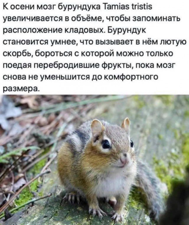 К осени мозг бурундука Татіаз тгізііэ увеличивается в объёме чтобы запоминать расположение кладовых Бурундук становится умнее что вызывает в нём лютую скорбь бороться с которой можно только поедая перебродившие фрукты пока мозг снова не уменьшится до комфортного размера