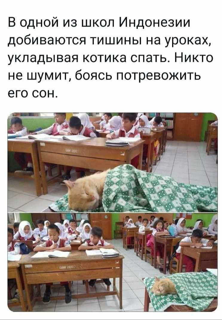 В одной из школ Индонезии добиваются тишины на уроках укладывая котика спатьт Никто не шумит боясь потревожить его сон