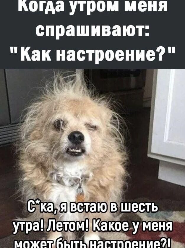 когда утром меня спрашивают Как настроение д встаю в шесте утЪаПетом Какоеу метія МПЖЁКБАЁТЬ НЯПТПОЕНИЕЙ_ г