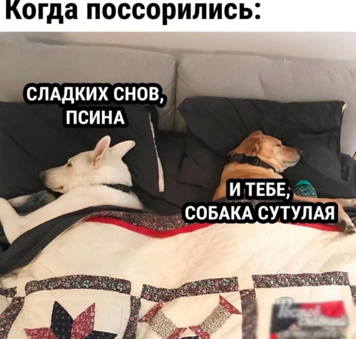 Когда поссорились СЛАДКИХ снов ПСИНА