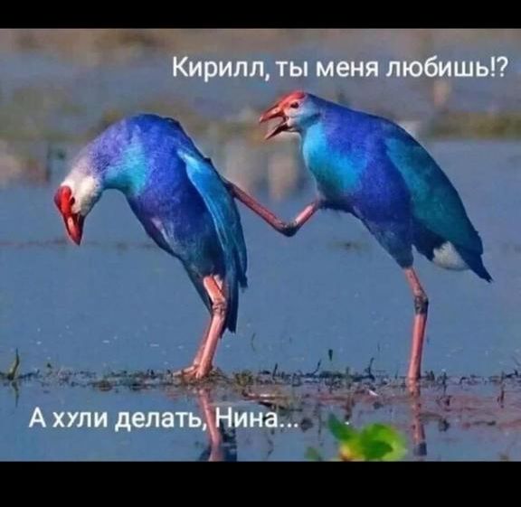 Кирилл, ты меня любишь!? А хули делать, Нина...