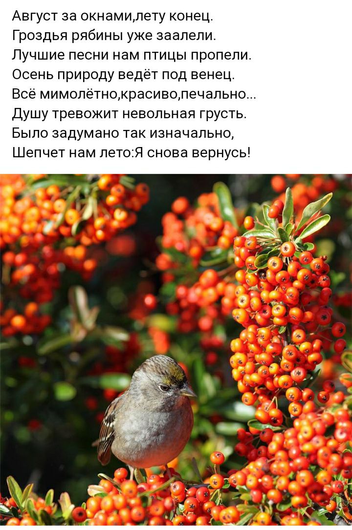 Август за окнамилету конец Гроздья рябины уже заалели Лучшие песни нам птицы пропели Осень природу ведёт под венец Все мимолётнокрасивопечапьно Душу тревожит невольная грусть Было задумано так изначально Шепчет нам летоЯ снова вернусь
