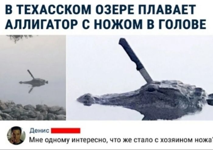 В ТЕХАССКОМ ОЗЕРЕ ПЛАВАЕТ АЛЛИГАТОР С НОЖОМ В ГОЛОВЕ денис _ Мие одному интересночто же стало с хозяином ножа