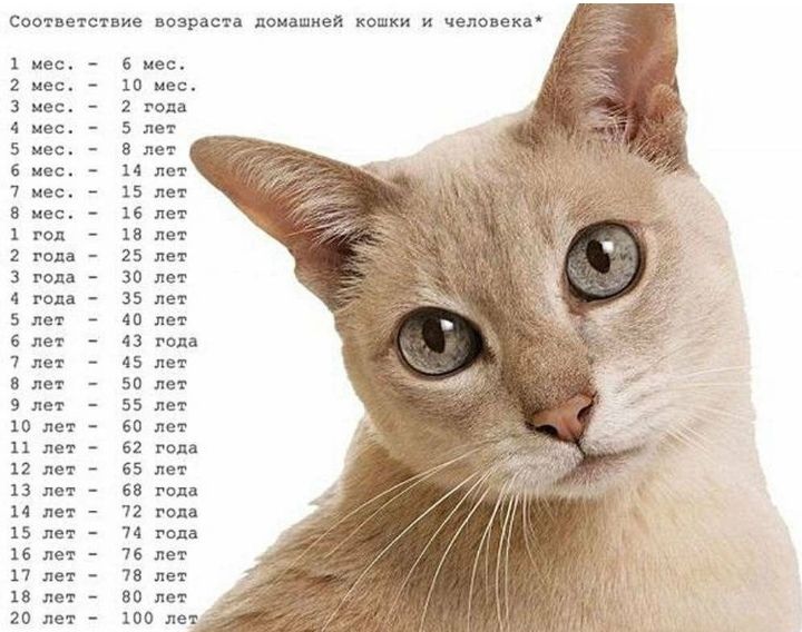 Соответствие возраста домашней кошки и человека 1 мес 2 пес 3 мес 4 мес 5 пес 6 вес 7 вес 8 инс год 2 года 3 года 4 года 5 лет 6 лет 7 лет в лет 9 ли 10 лет и лет 12 лет 13 лат лет 15 лет 16 лет 17 лет 18 лет 20 лет мес 10 мес 2 гопи 5 лат в лет 14 лет 15 лет 16 лет 15 лет 25 лет 30 лет 35 лет со лет 43 года 45 лет 50 лет 55 лет во лет 52 года 65 лет ев года 72 года 7д года 76 лет тв лет во лет _ 