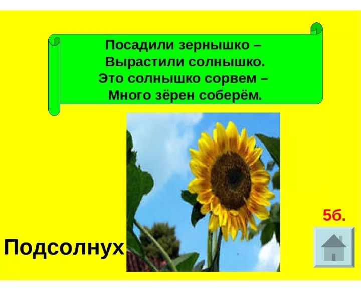 Посадили зернышко Вырастили солнышко Это солнышко сорвем Много зёрен соберём Подсолнух