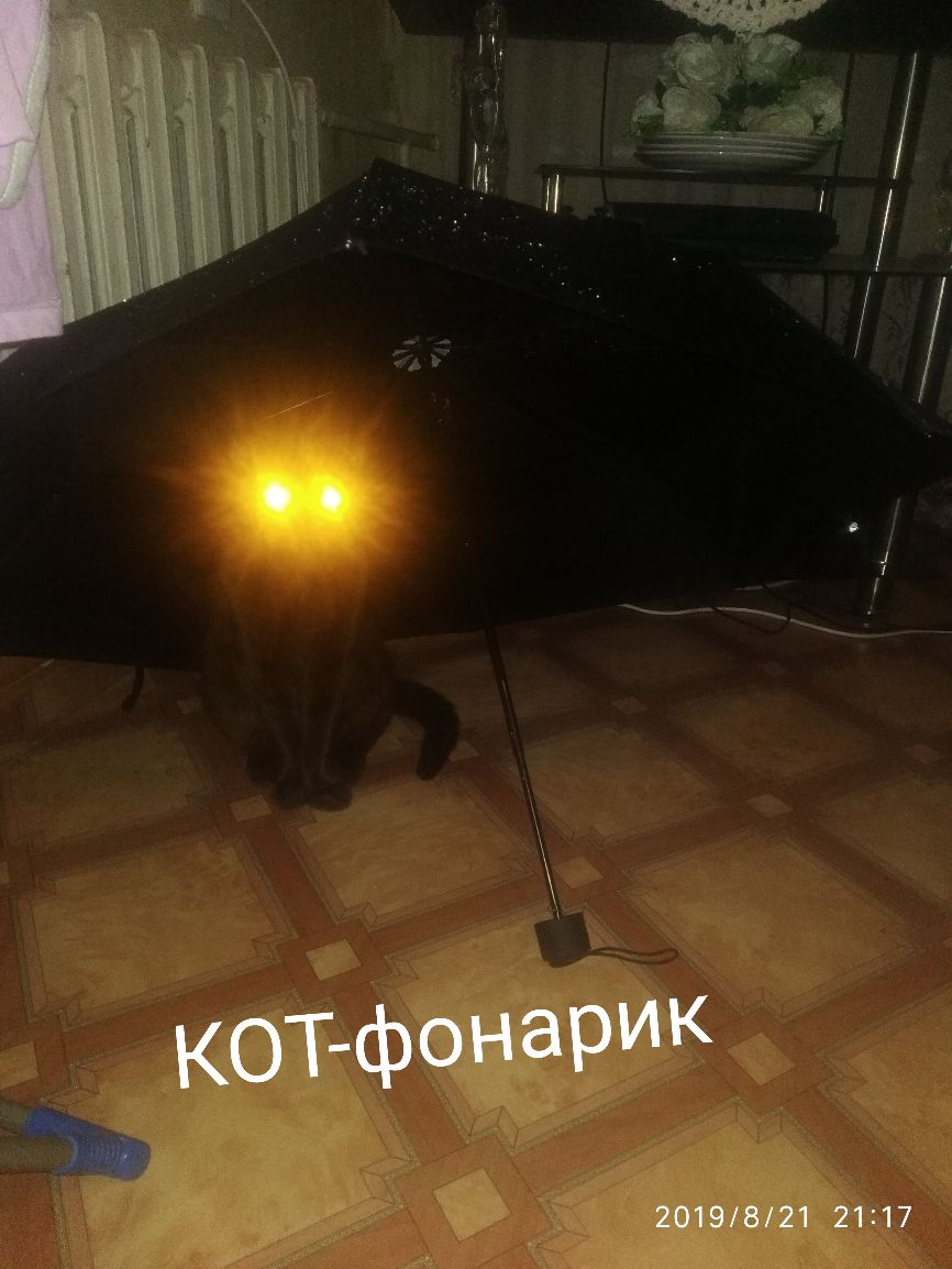 Кот фонарик 20198121 2117