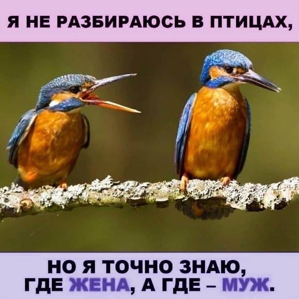 Я НЕ РАЗБИРАЮСЬ В ПТИЦАХ Г У НО Я ТОЧНО ЗНАЮ ГДЕ А ГДЕ