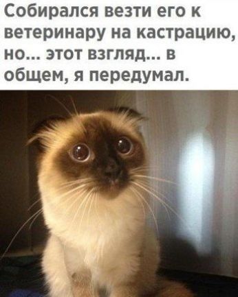 Собирался везти его к ветеринару на кастрацию о этот взгляд в общем я передумал