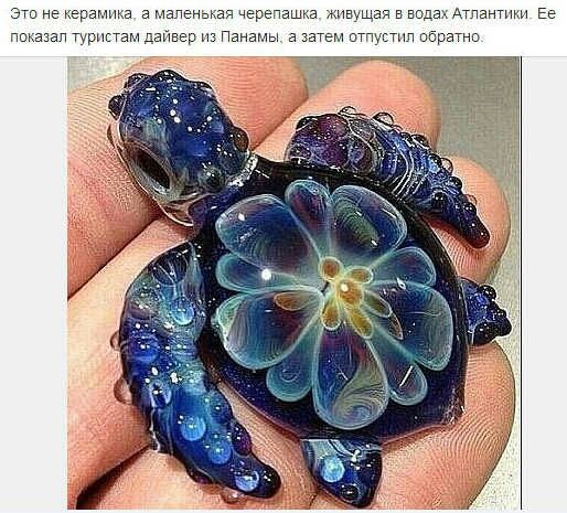 эти не керамика а мапвнпкая черепашка живущая в вод Атпантики Ее ппказап туристам дайвер из Панамы а затем штпустпп вбратно