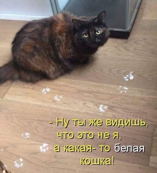 Ну ты же видишь что это не я а какая то баг кошка