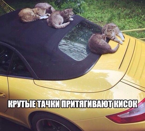 ИППП ШШ ВШШИМШТ ШШШ