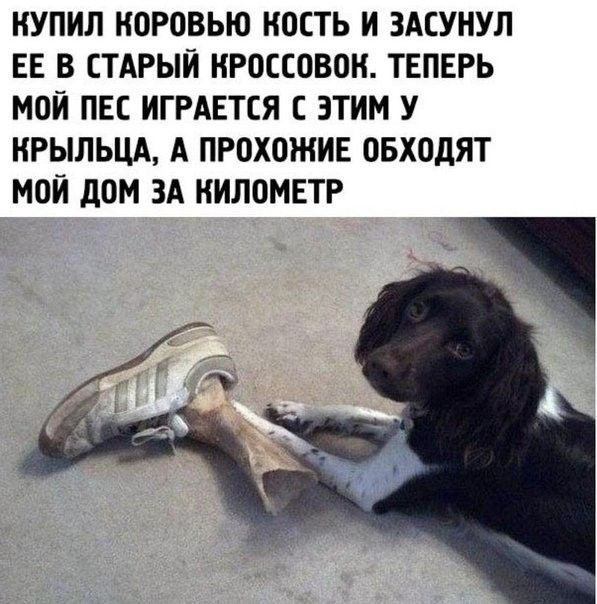 КУПИЛ НОРОВЬЮ НОСТЬ И ЗАСУНУЛ ЕЕ В СТАРЫЙ НР0ССОВОН ТЕПЕРЬ МОИ ПЕС ИГРАЕТЕЯ ЭТИМ У ИРЫЛЬЦА А ПРОХОЖИЕ ОБХОДЯТ МОИ дОМ ЗА НИЛОМЕТР