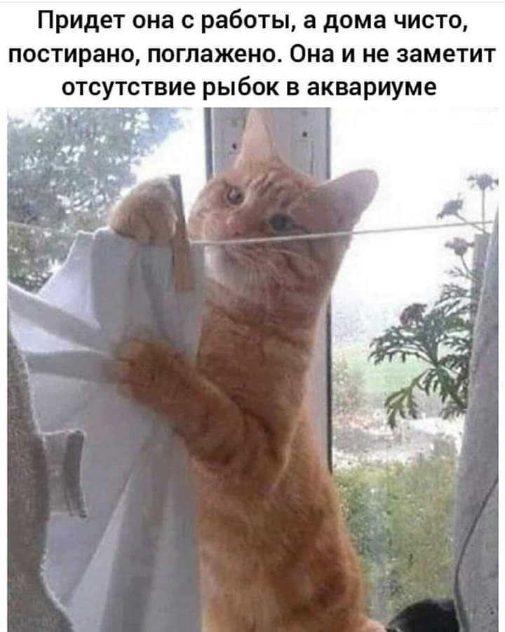 Придет она с работы а дома чисто постирано поглажено Она и не заметит отсутствие рыбок в аквариуме