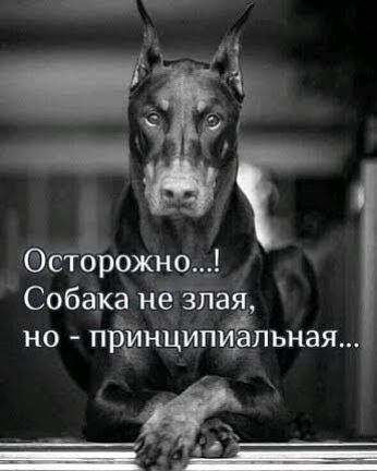 А Осторожно Г Собака нё злая но принцитЁпъная