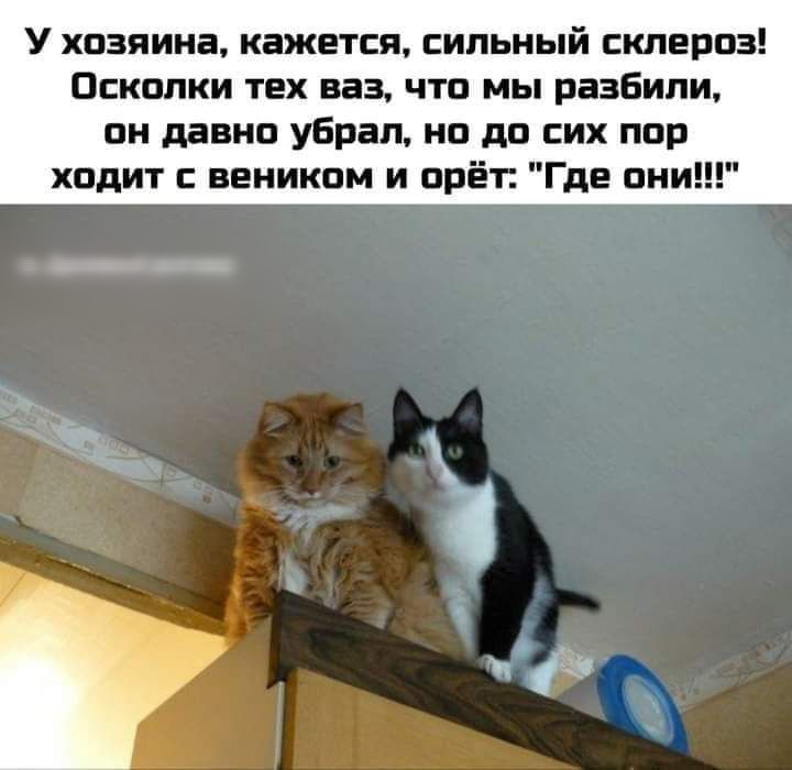 У хозяина кажется сильный склероз Осколки тех ваз что мы разбили он давно убрал но до сих пор ходит с веником и орёт Где они 10